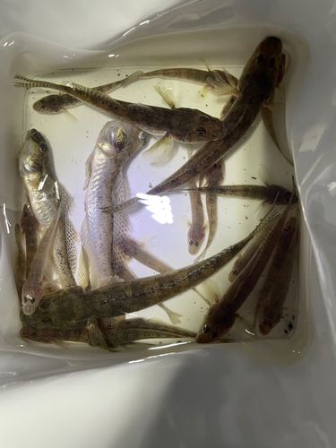 マハゼの釣果