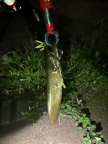 ナマズの釣果