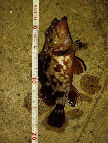 カサゴの釣果