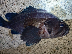 ソイの釣果