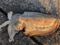 モンゴウイカの釣果