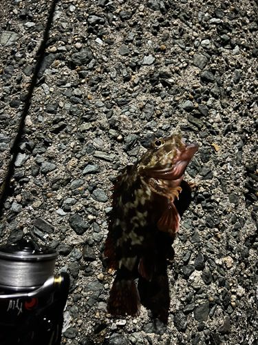 カサゴの釣果