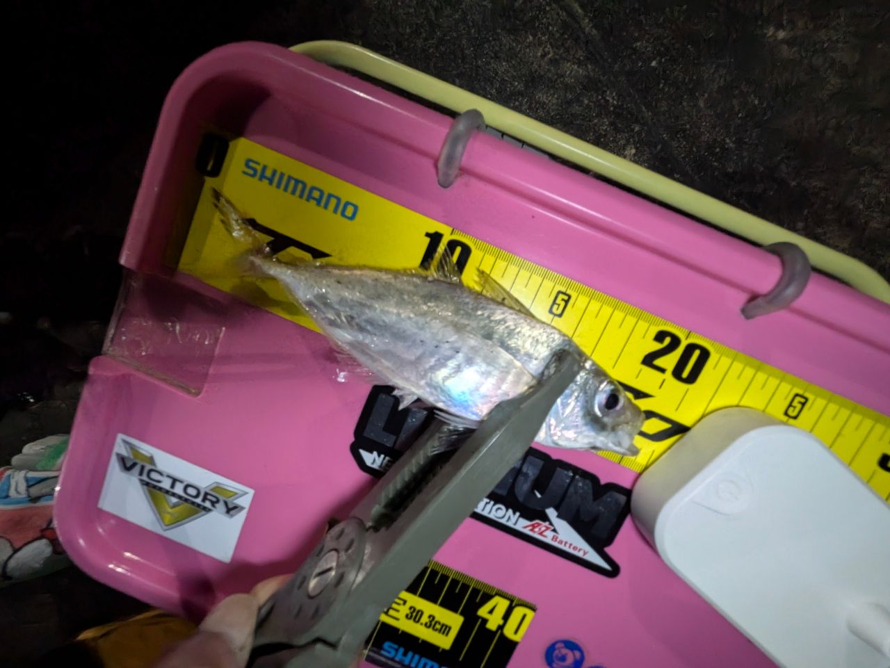 マアジの釣果写真