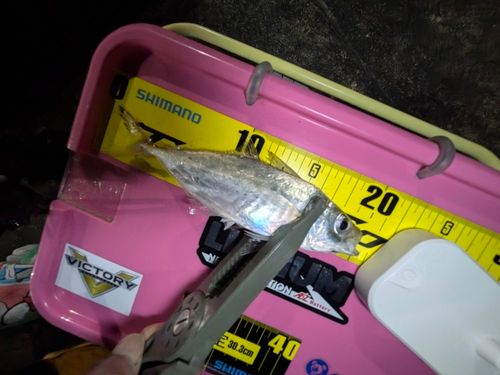 マアジの釣果