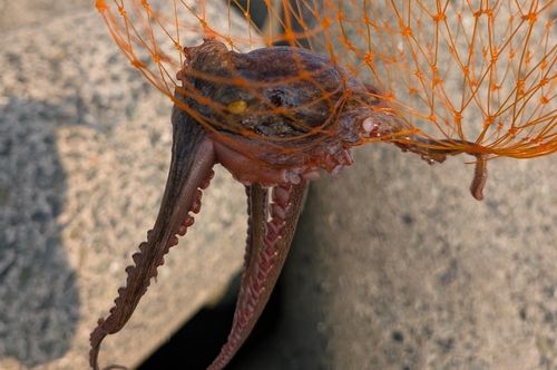 マダコの釣果