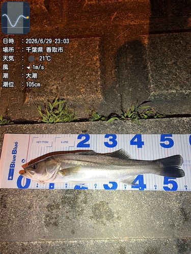 シーバスの釣果
