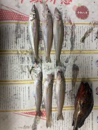 シロギスの釣果