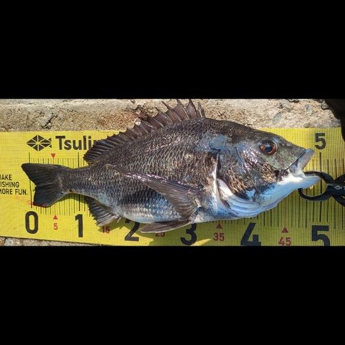 チヌの釣果
