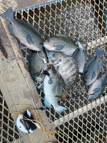 メジナの釣果