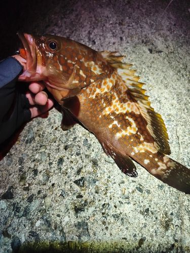 アコウの釣果