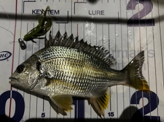 キビレの釣果