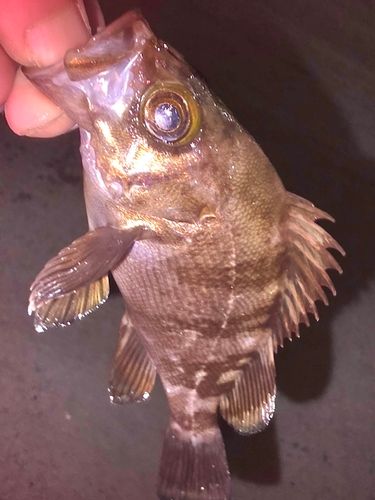 メバルの釣果