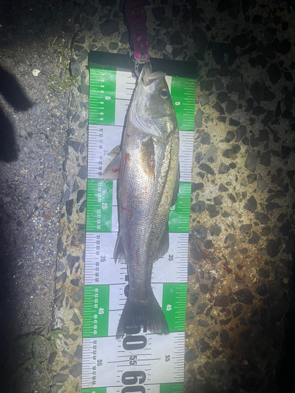 シーバスの釣果写真