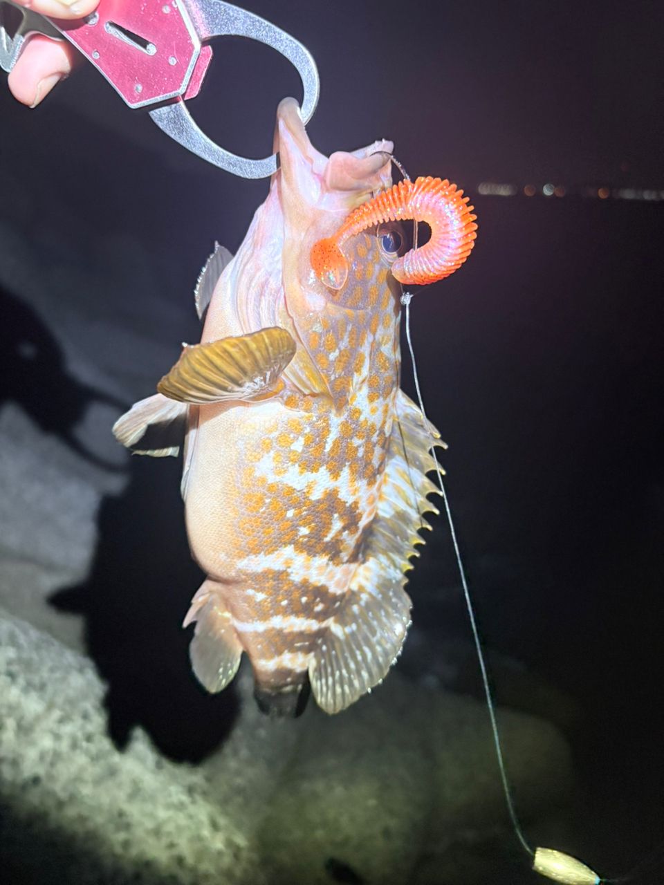 キジハタ・カサゴの釣果写真
