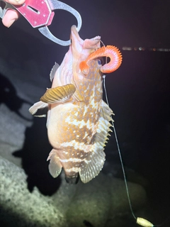 キジハタの釣果