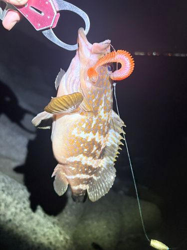キジハタの釣果