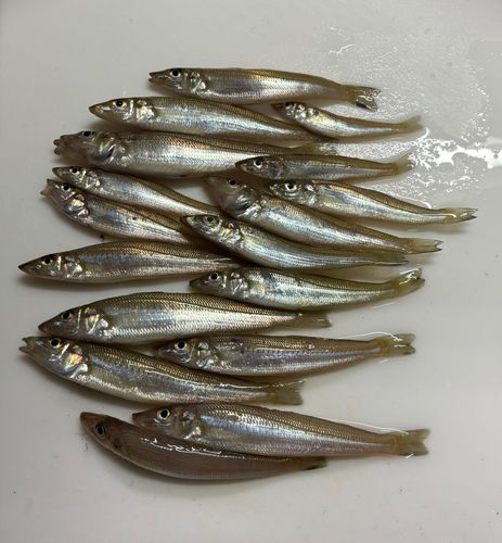 キスの釣果