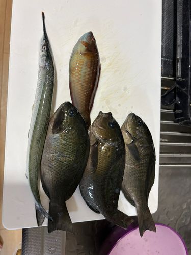 サヨリの釣果
