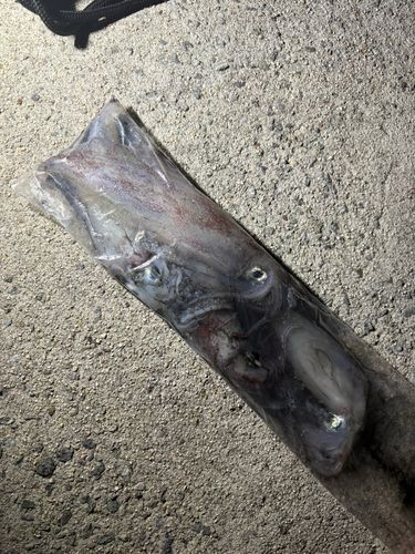 ケンサキイカの釣果