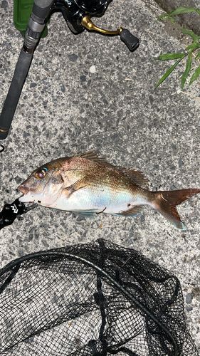 マダイの釣果
