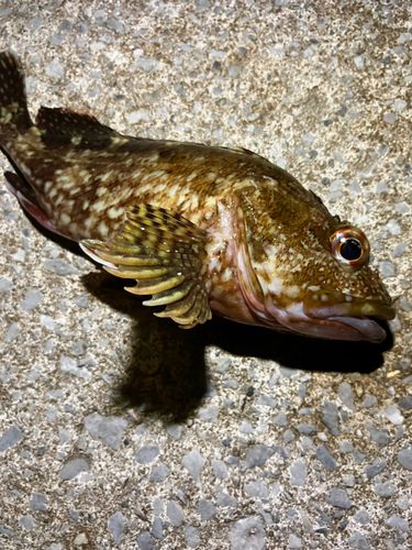 ガシラの釣果