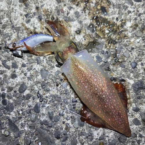 ケンサキイカの釣果