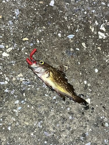 メバルの釣果