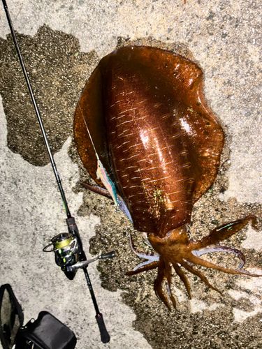 アオリイカの釣果