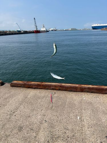 サバの釣果