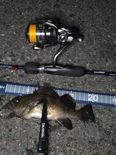 メバルの釣果