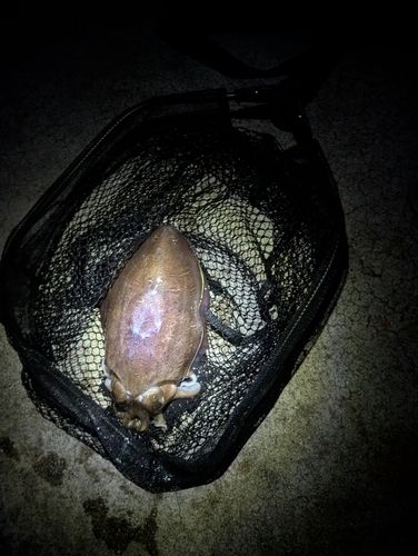 モンゴウイカの釣果