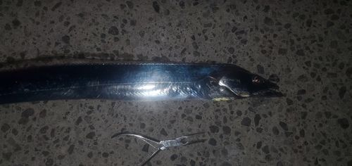 タチウオの釣果