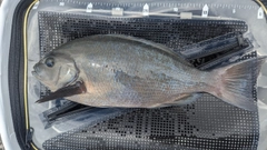 グレの釣果