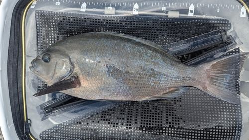 グレの釣果