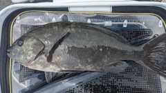 グレの釣果