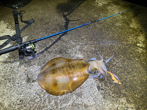 アオリイカの釣果