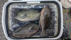 グレの釣果