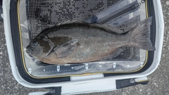 グレの釣果