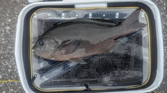 グレの釣果