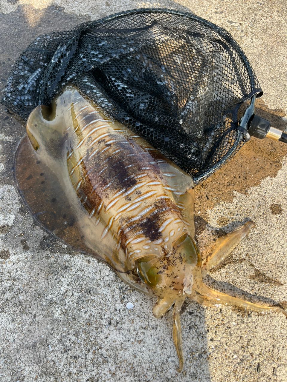 アオリイカの釣果写真