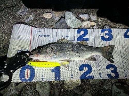 セイゴ（ヒラスズキ）の釣果