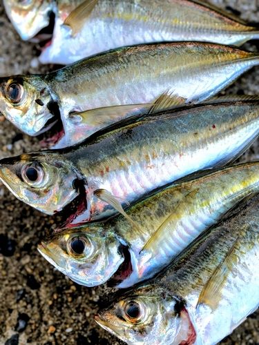 マアジの釣果