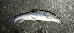 ニゴイの釣果