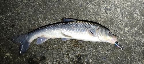 ニゴイの釣果