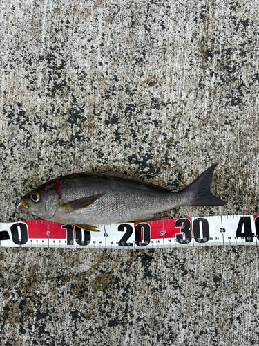 イサキの釣果