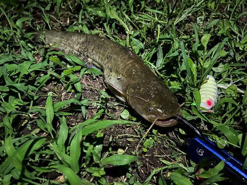 ナマズの釣果