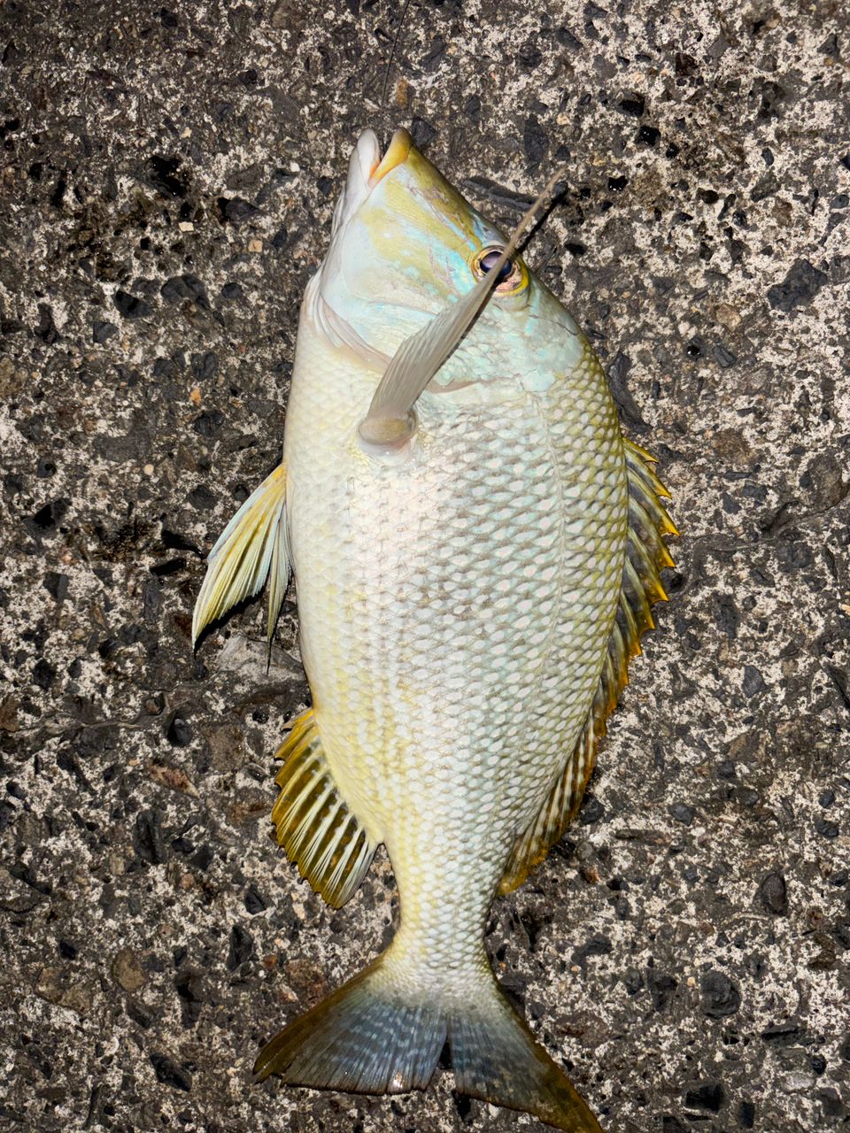 タマンの釣果写真