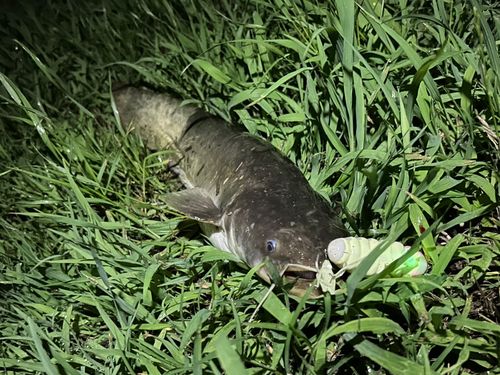 ナマズの釣果