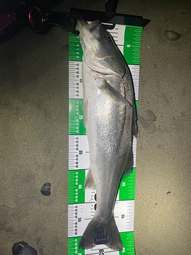 スズキの釣果