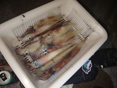 イカの釣果